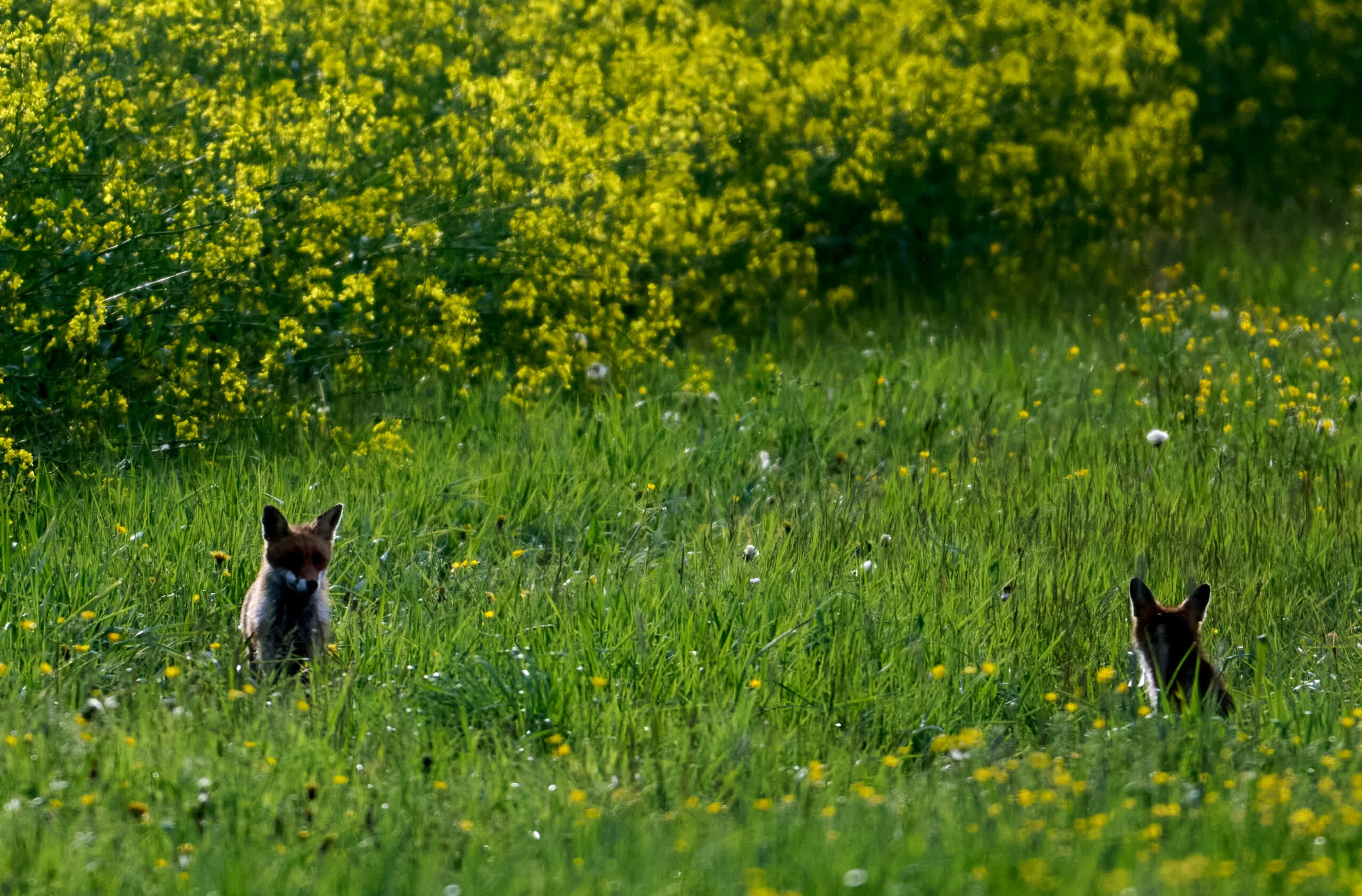 Animal tracking made affordable with $7 Bluetooth beacons, thanks to Apple’s Find My network